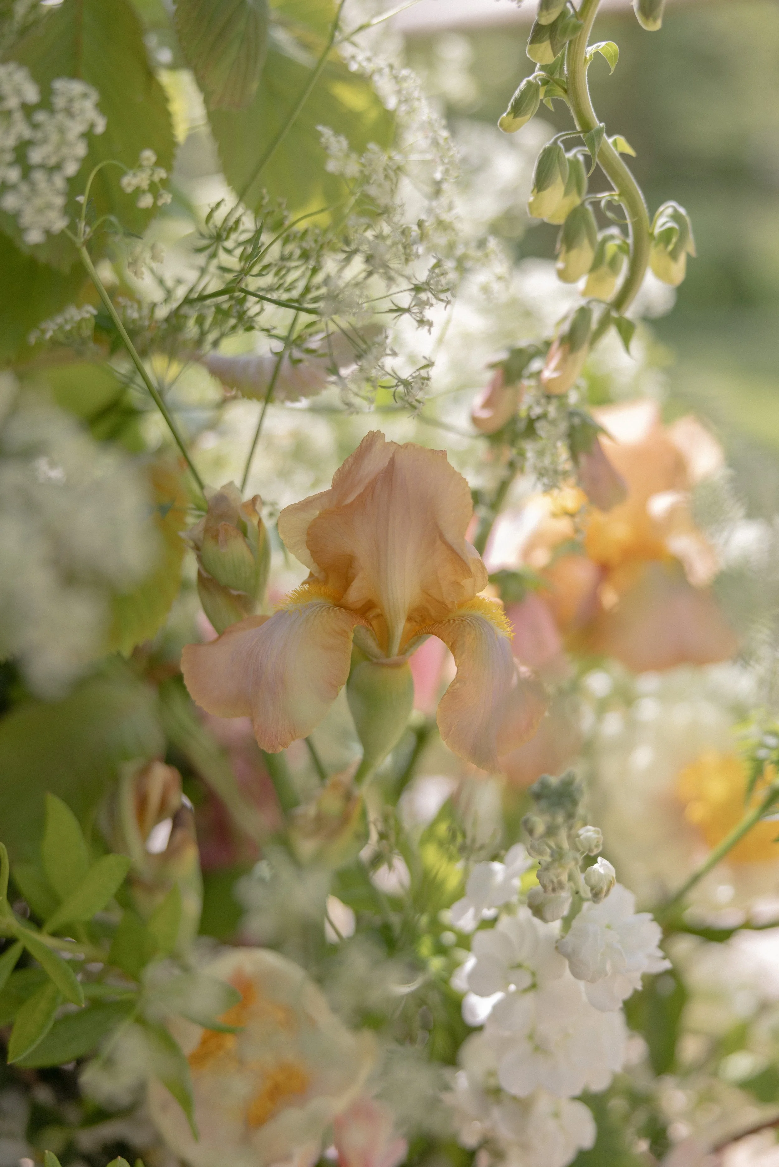 Bearded Irises for May wedding