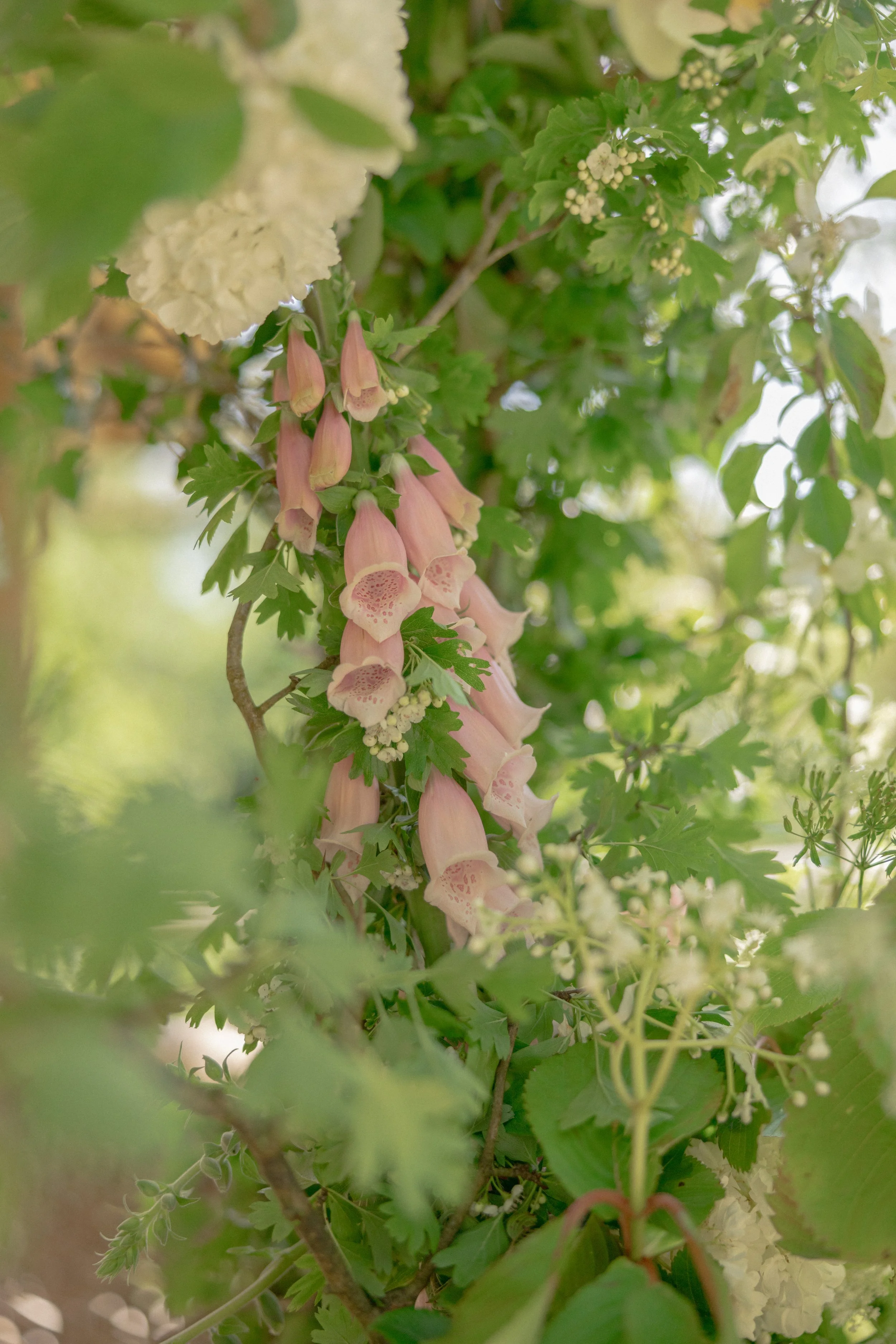 Suttons Apricot foxgloves