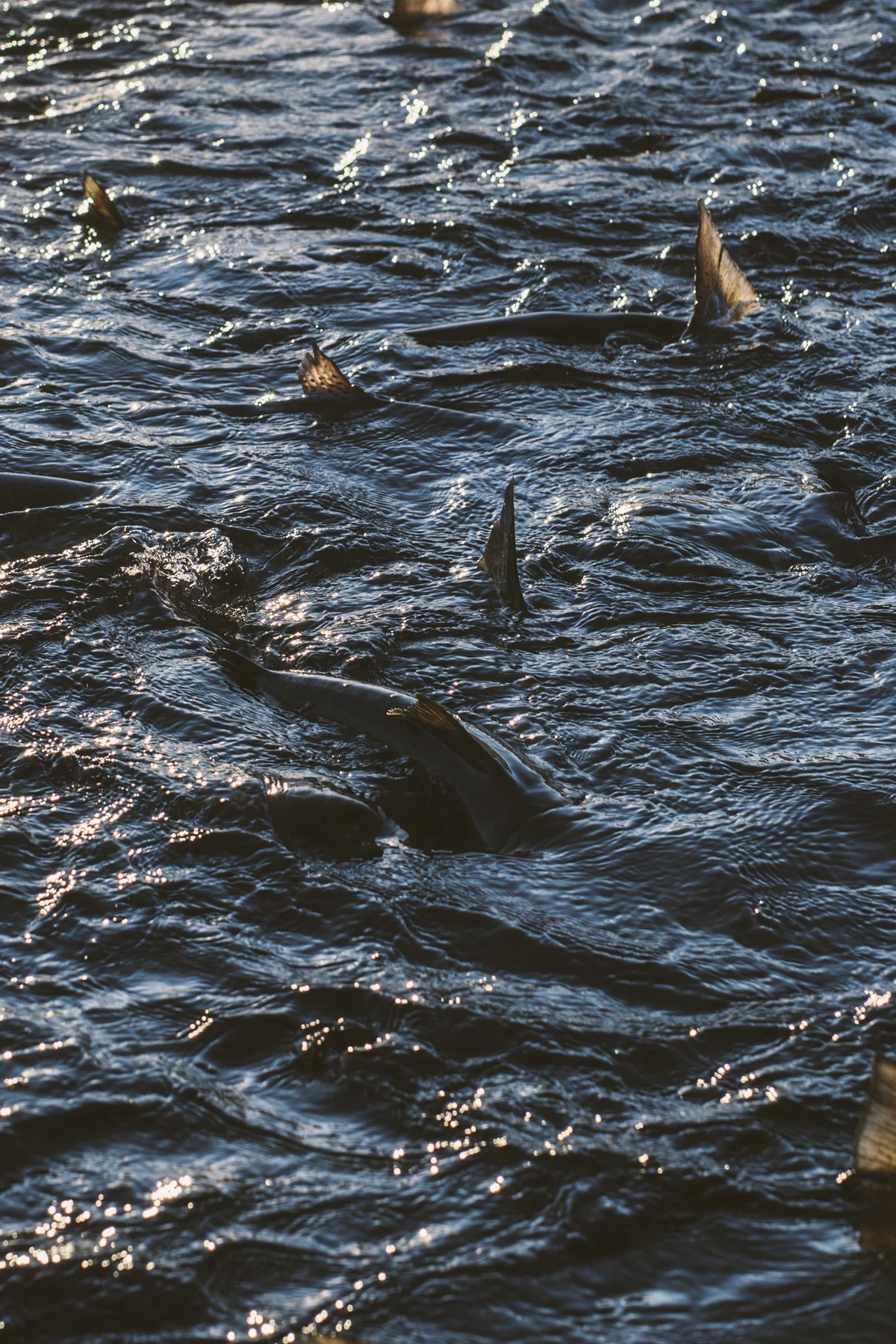 1808_CERMAQ_03961.jpg