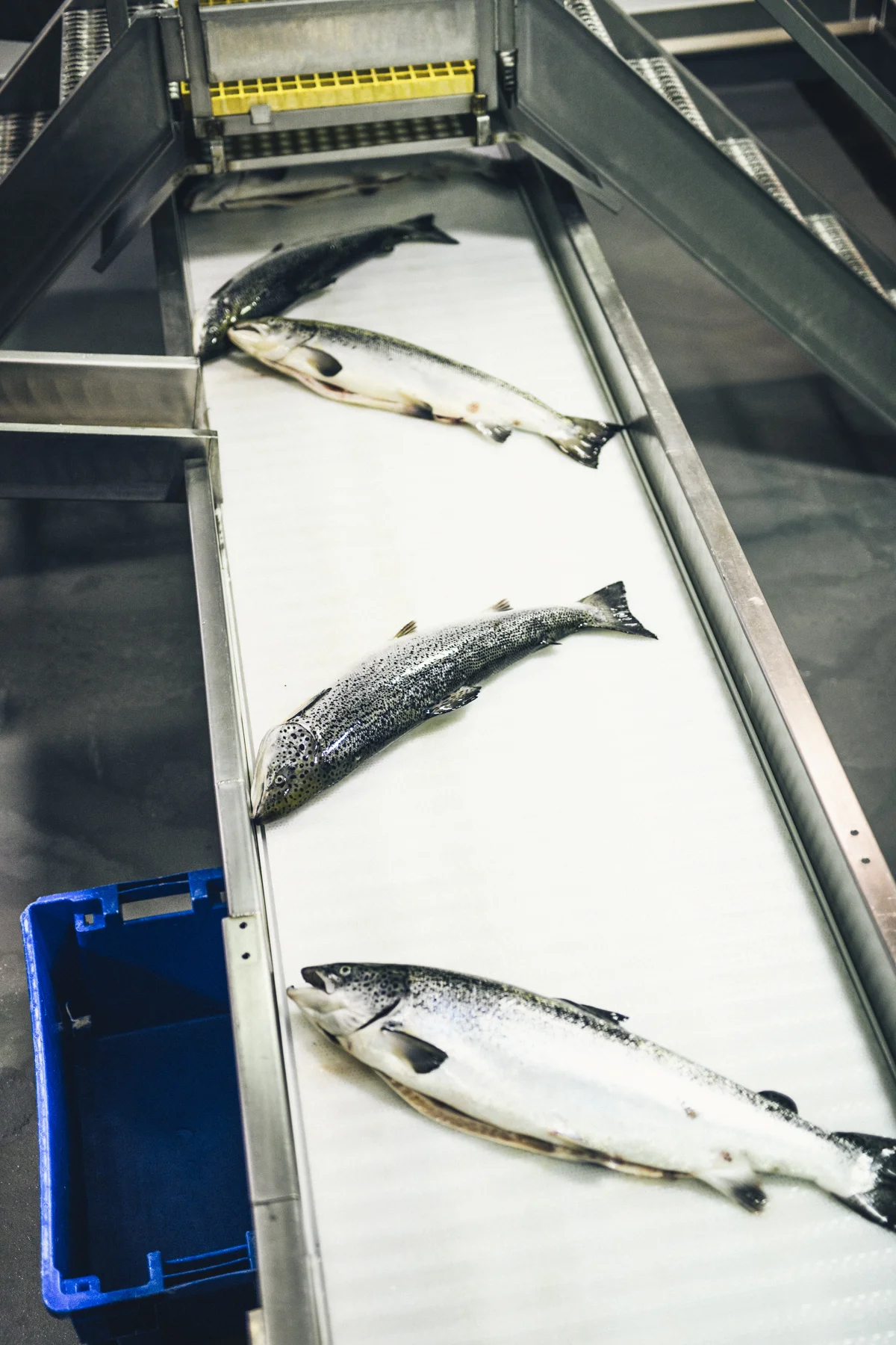 1808_CERMAQ_04091.jpg