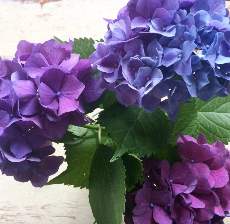 Hydrangeas.jpg