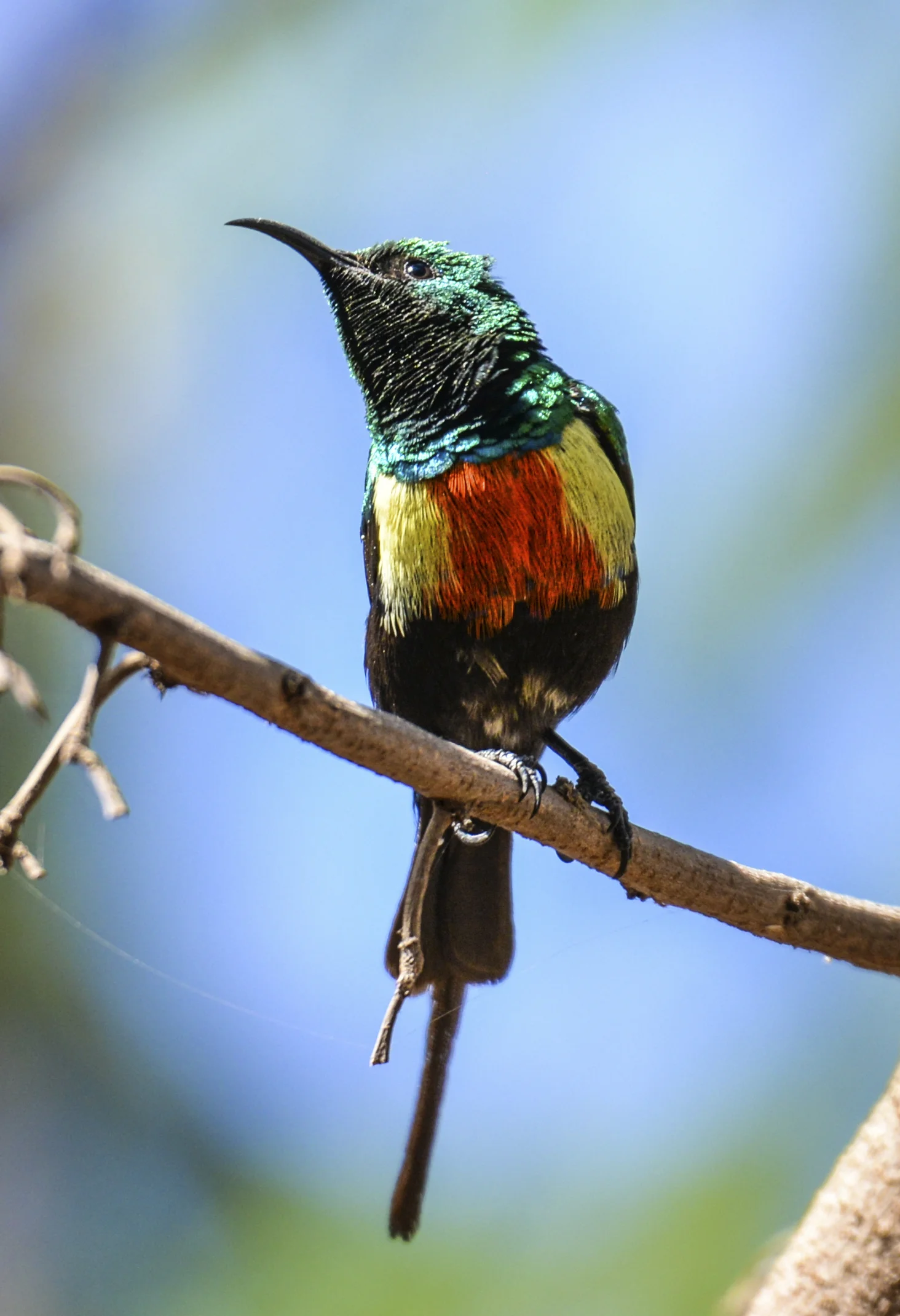  Beautiful sunbird, Nairobi. 