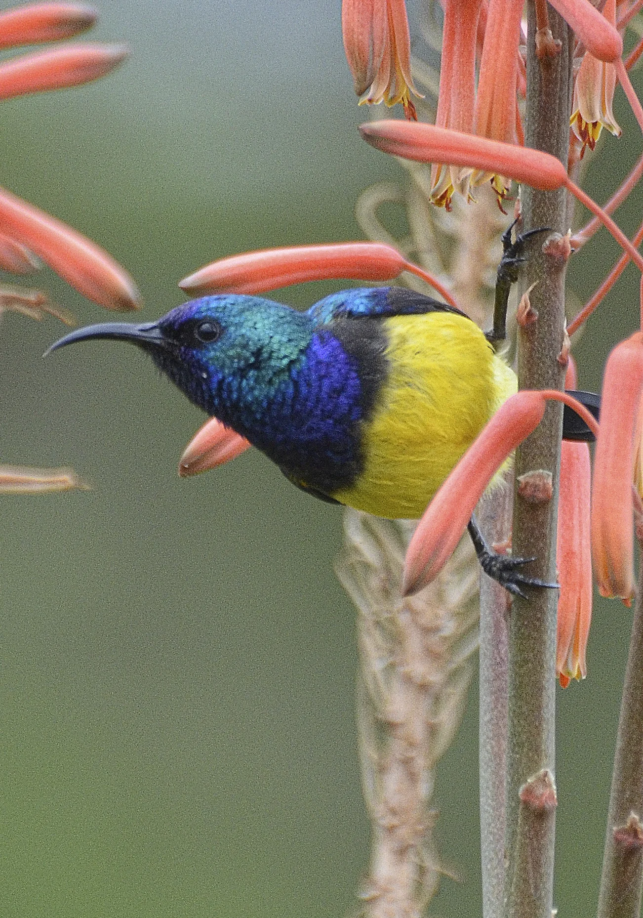  Variable sunbird, Haydom, Tanzania. 