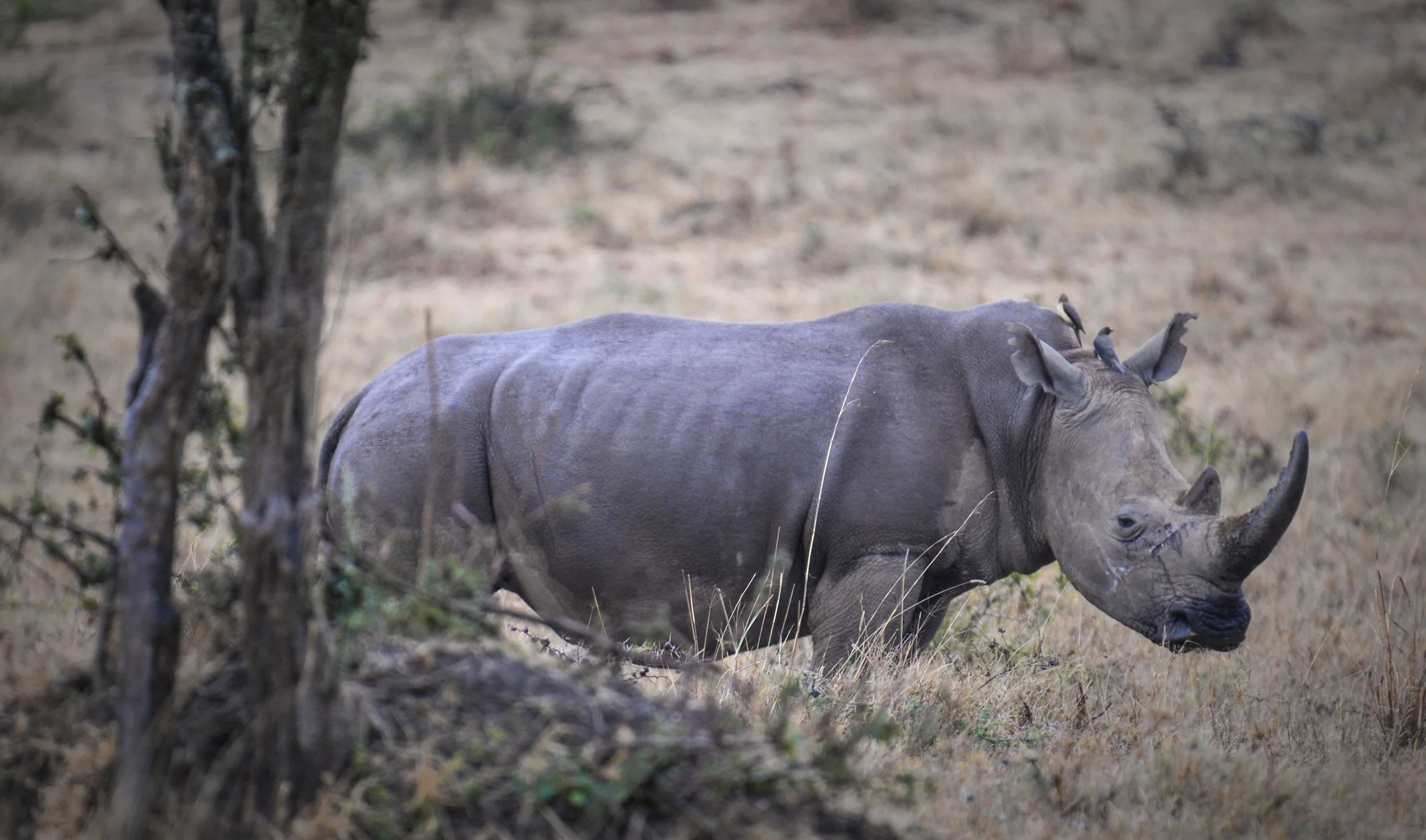  White rhino, Nairobi National Park. 