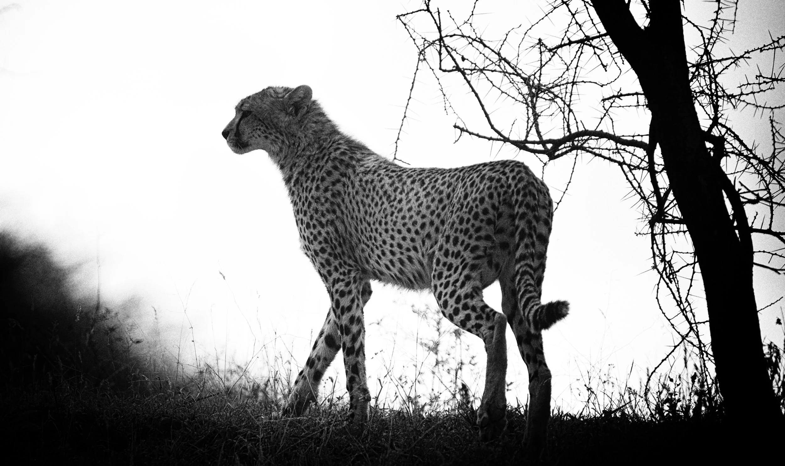 Cheetah profile.jpg