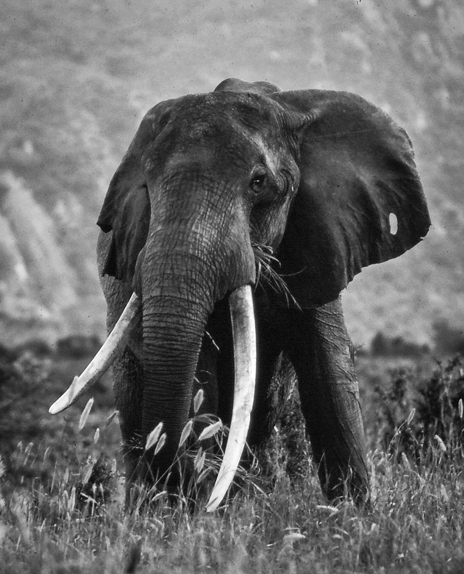 An early image (1974), Tsavo West, Kenya