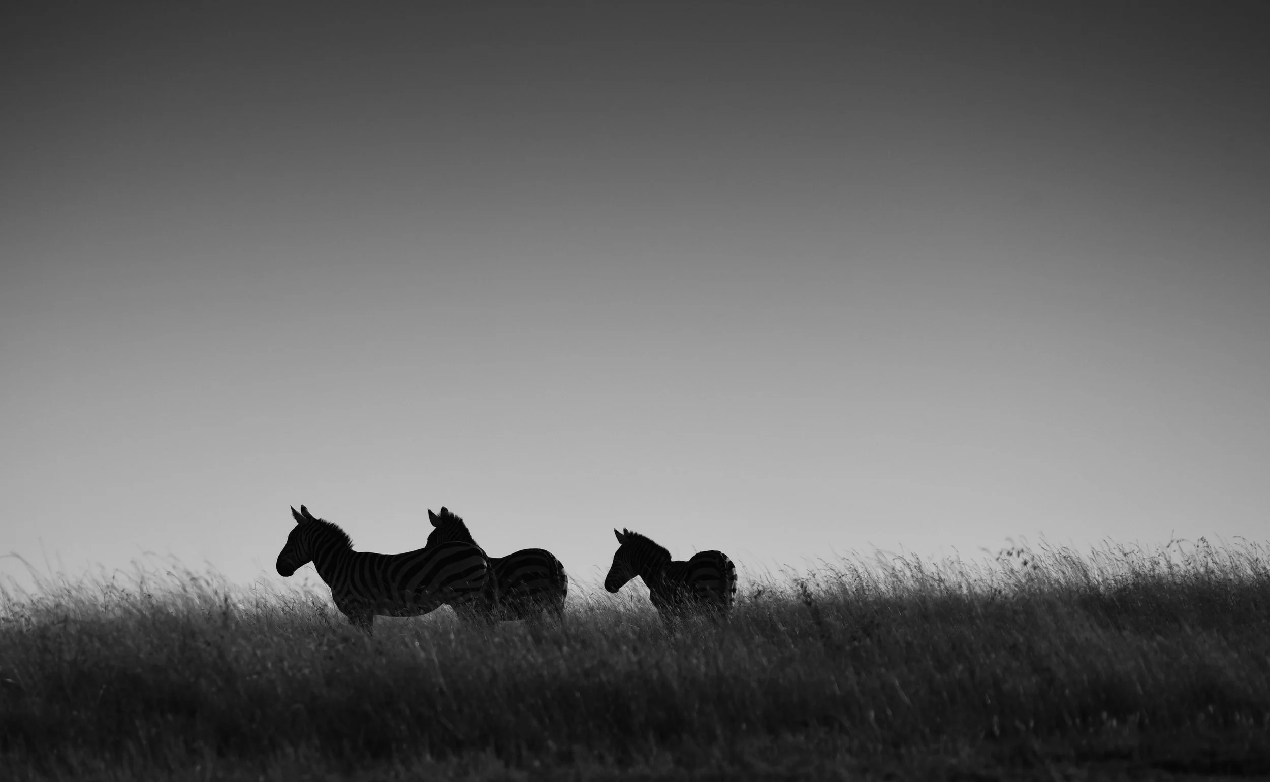 Zebra silhouettes, Serengeti, Tanzania