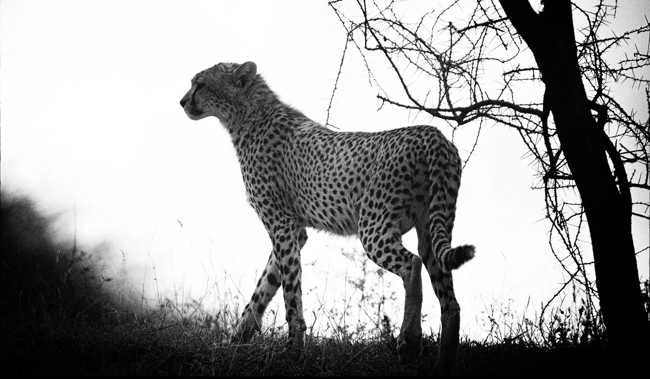 Cheetah cool, Ndutu, Tanzania