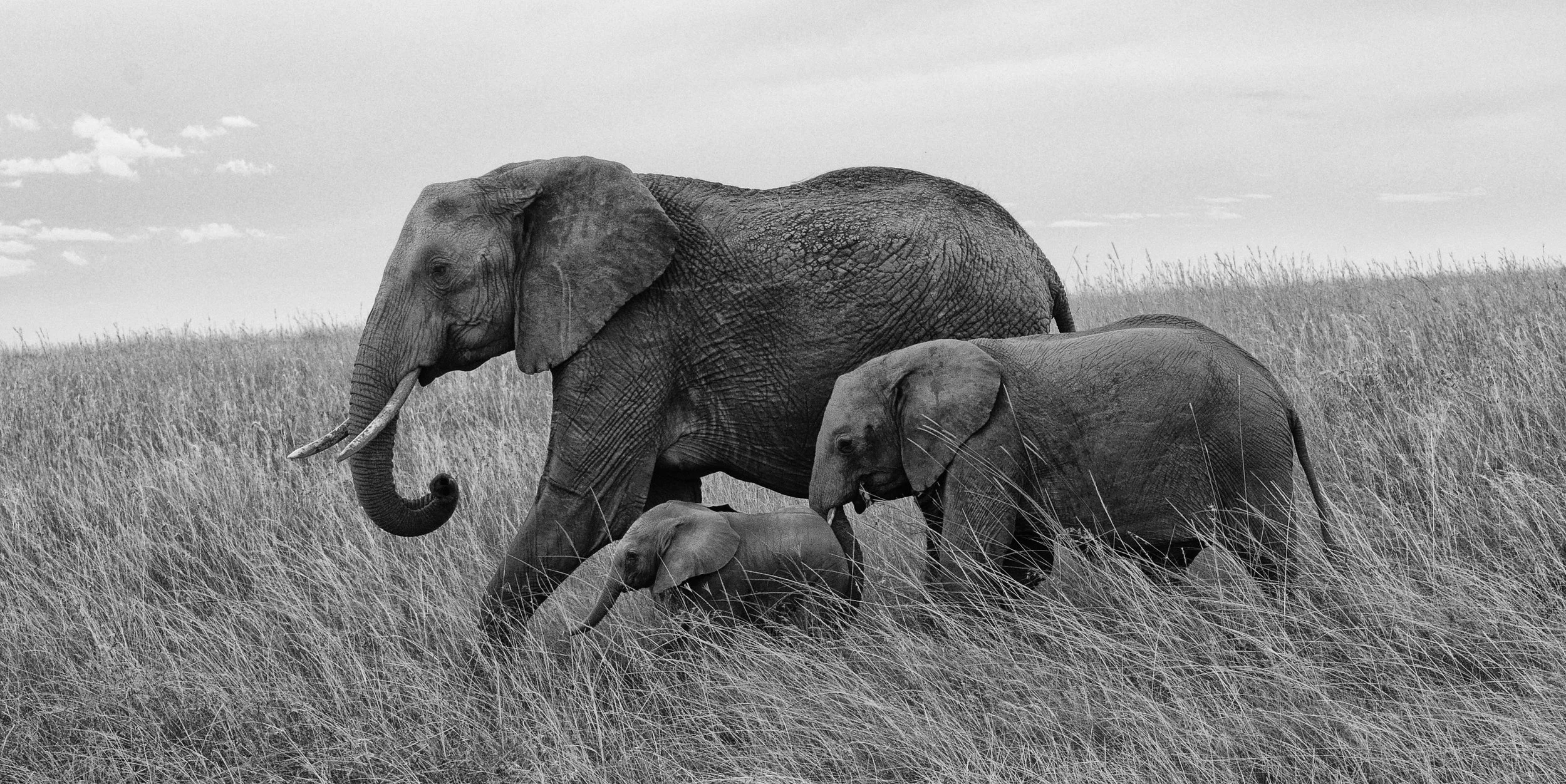 Stay close to mama, Masai Mara, Kenya