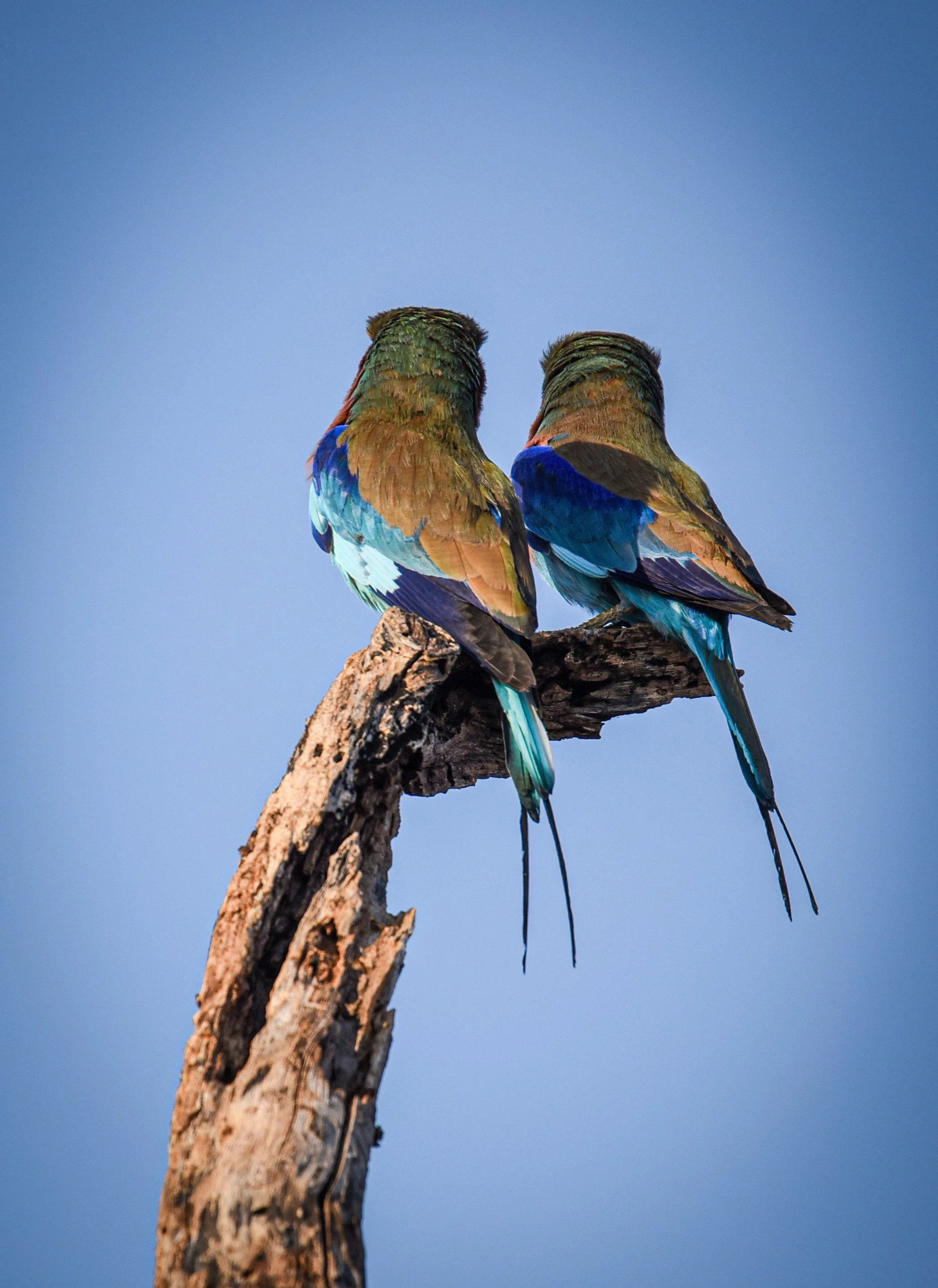 Do you see what I see? Lilac-breasted rollers, Ndutu, Tanzania