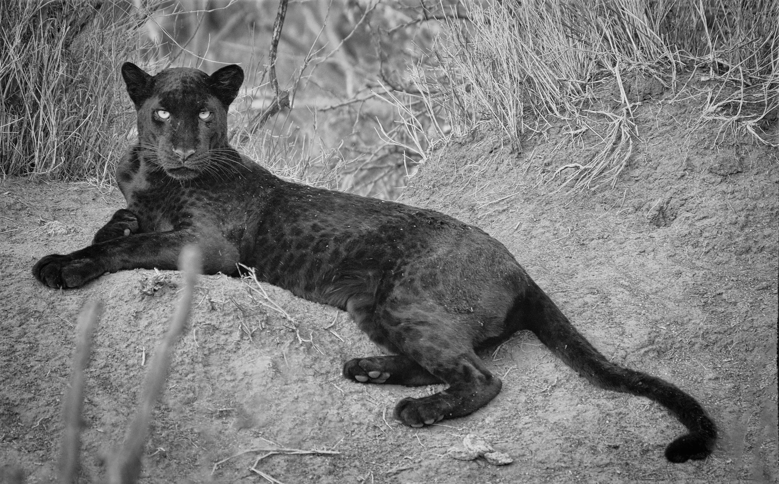 Giza, Laikipia, Kenya
