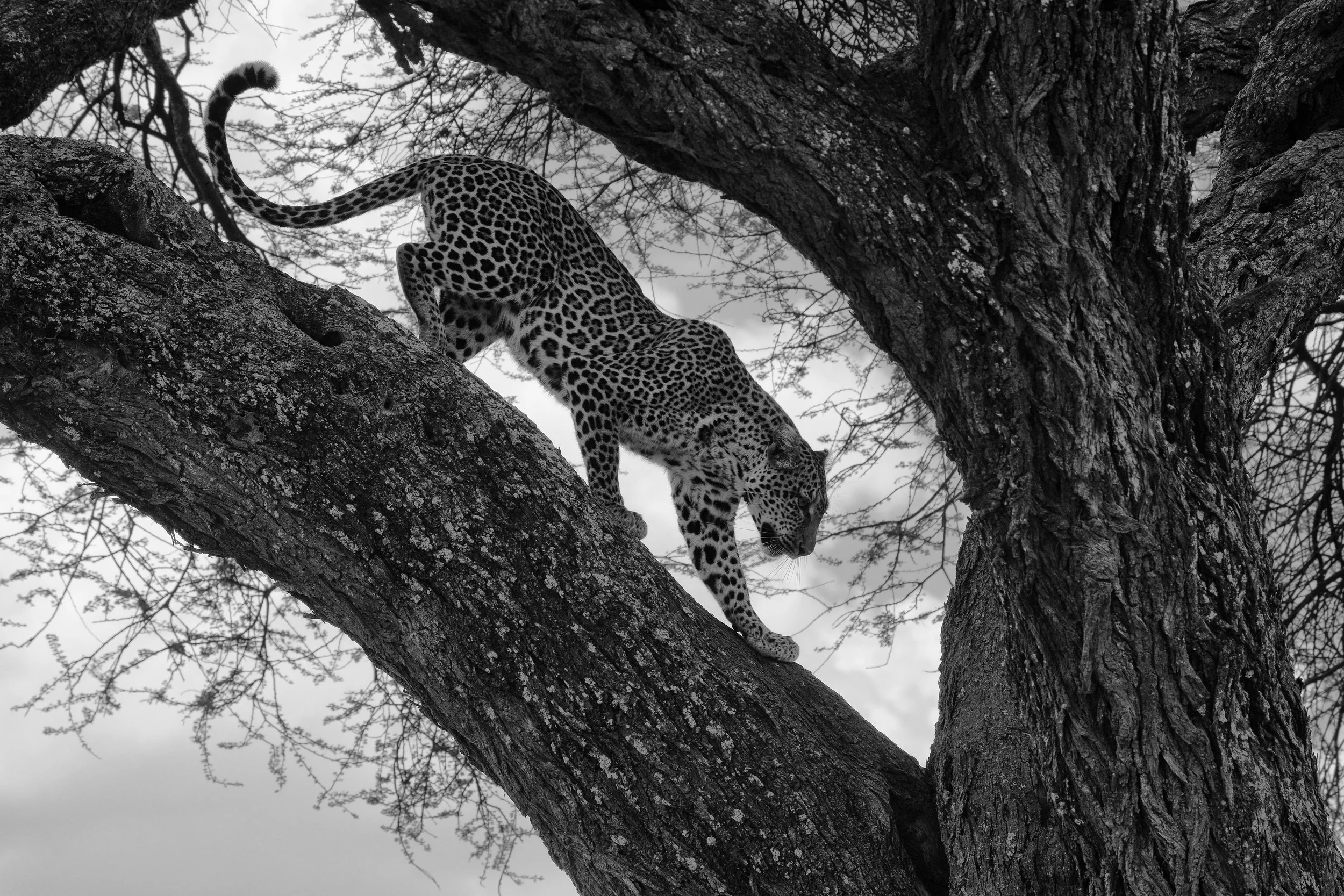 Elusive leopard, Ndutu, Tanzania