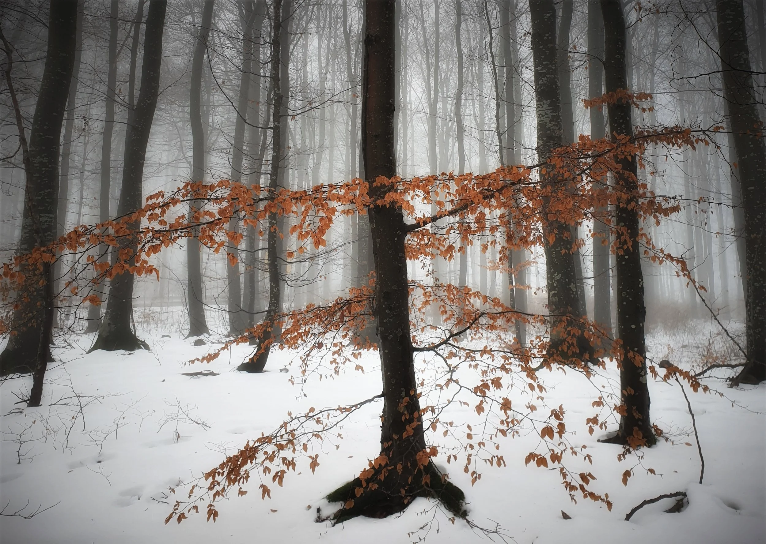 Wintery forest, Larvik, Norway