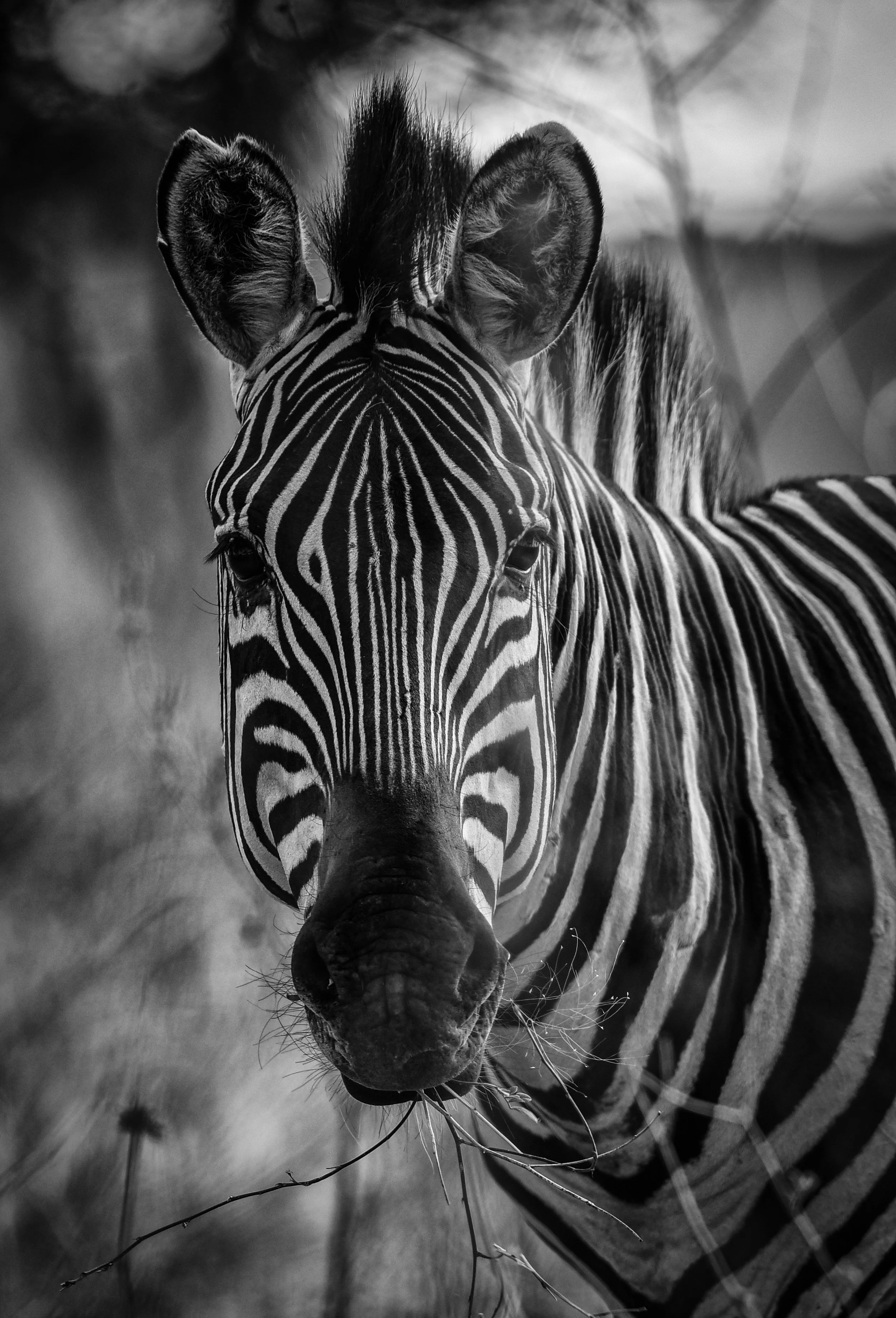 Zebra portrait, Tarangire, Tanzania
