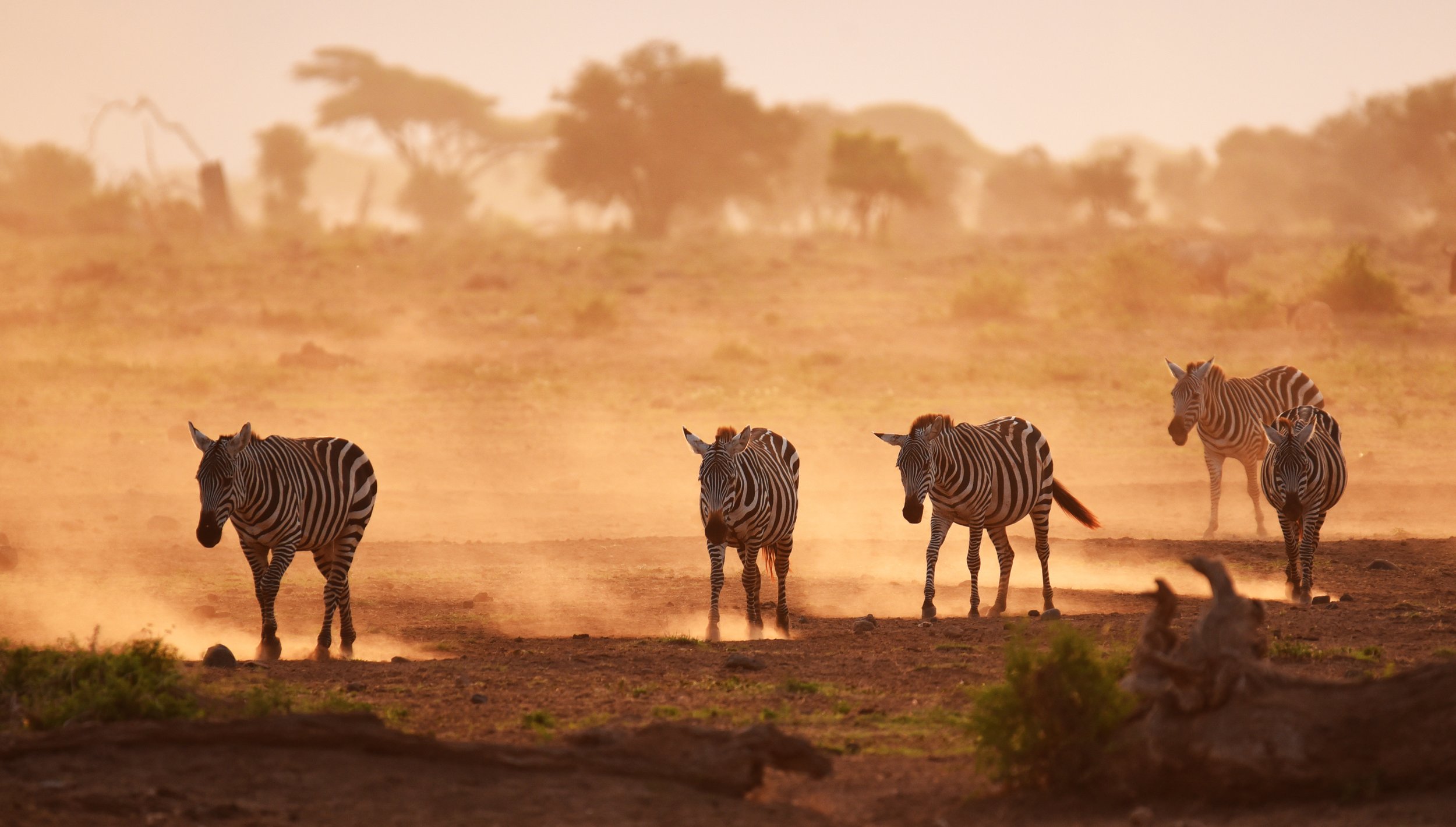 Early morning, Amboseli, Kenya