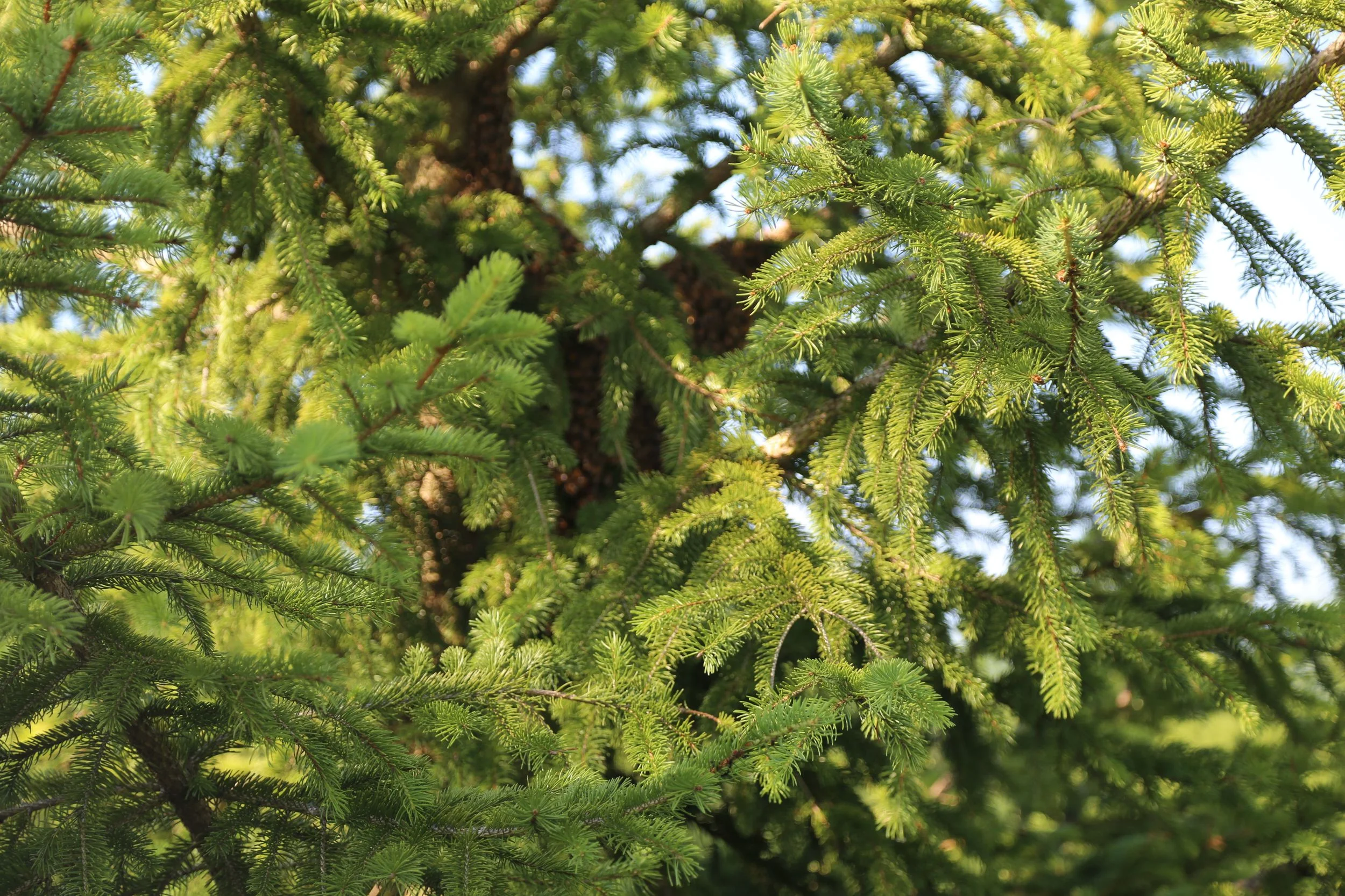 Swarm in tree.jpg