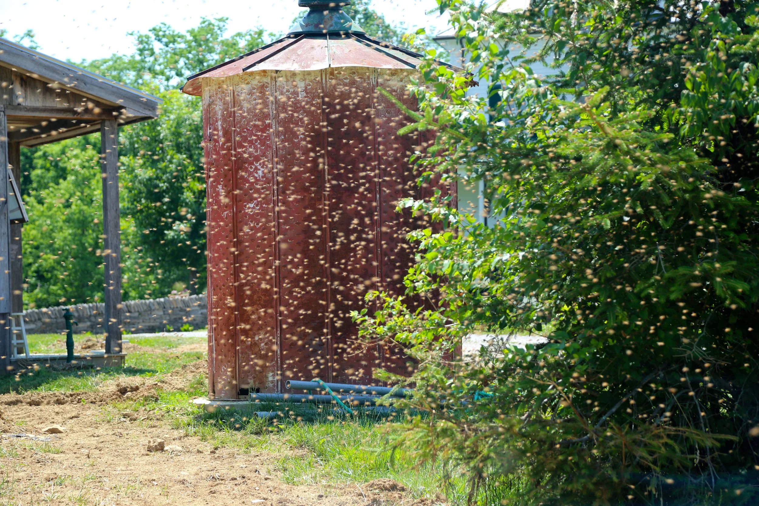Swarming by corn bin.jpg
