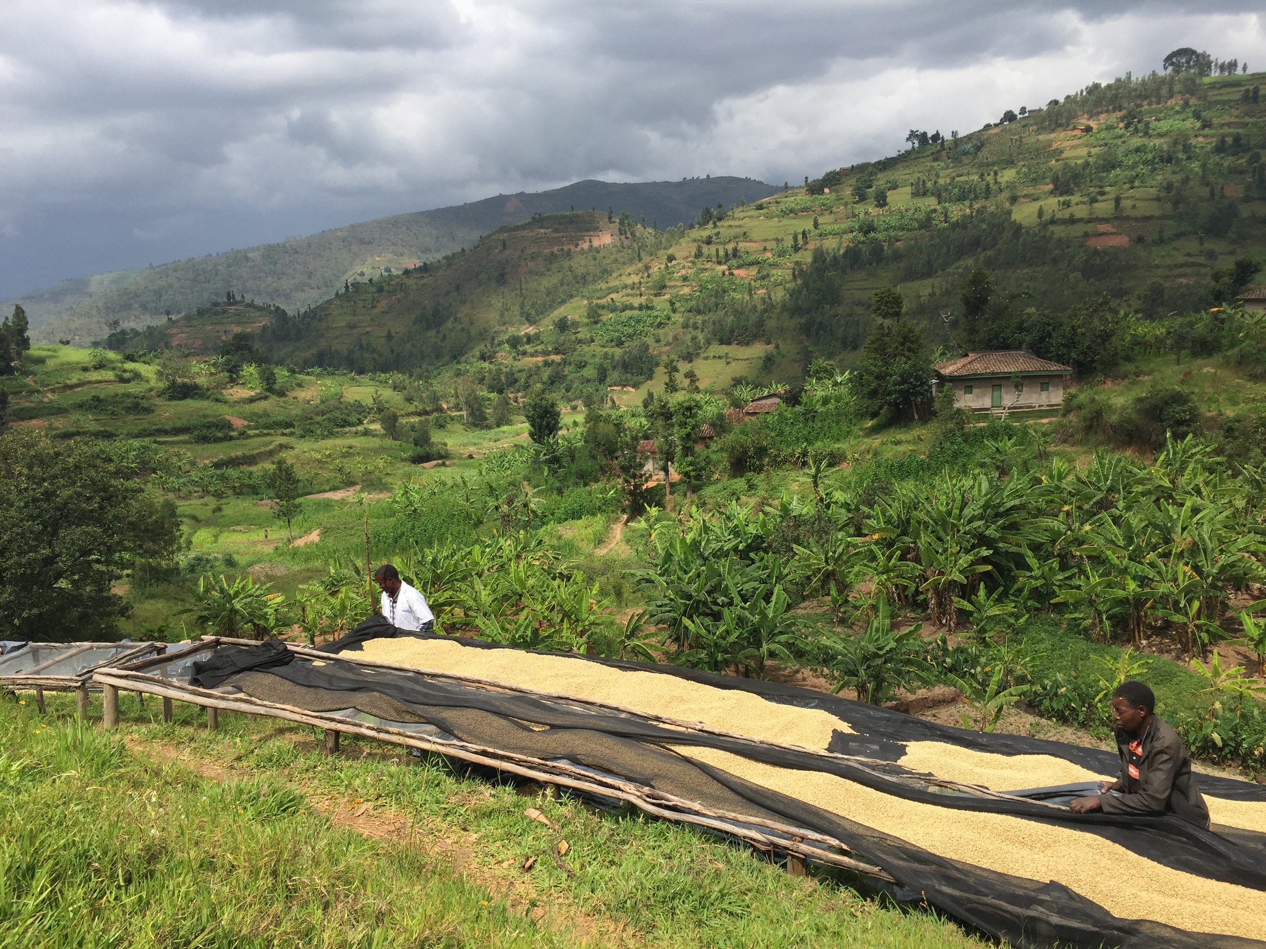 Covering the drying beds.