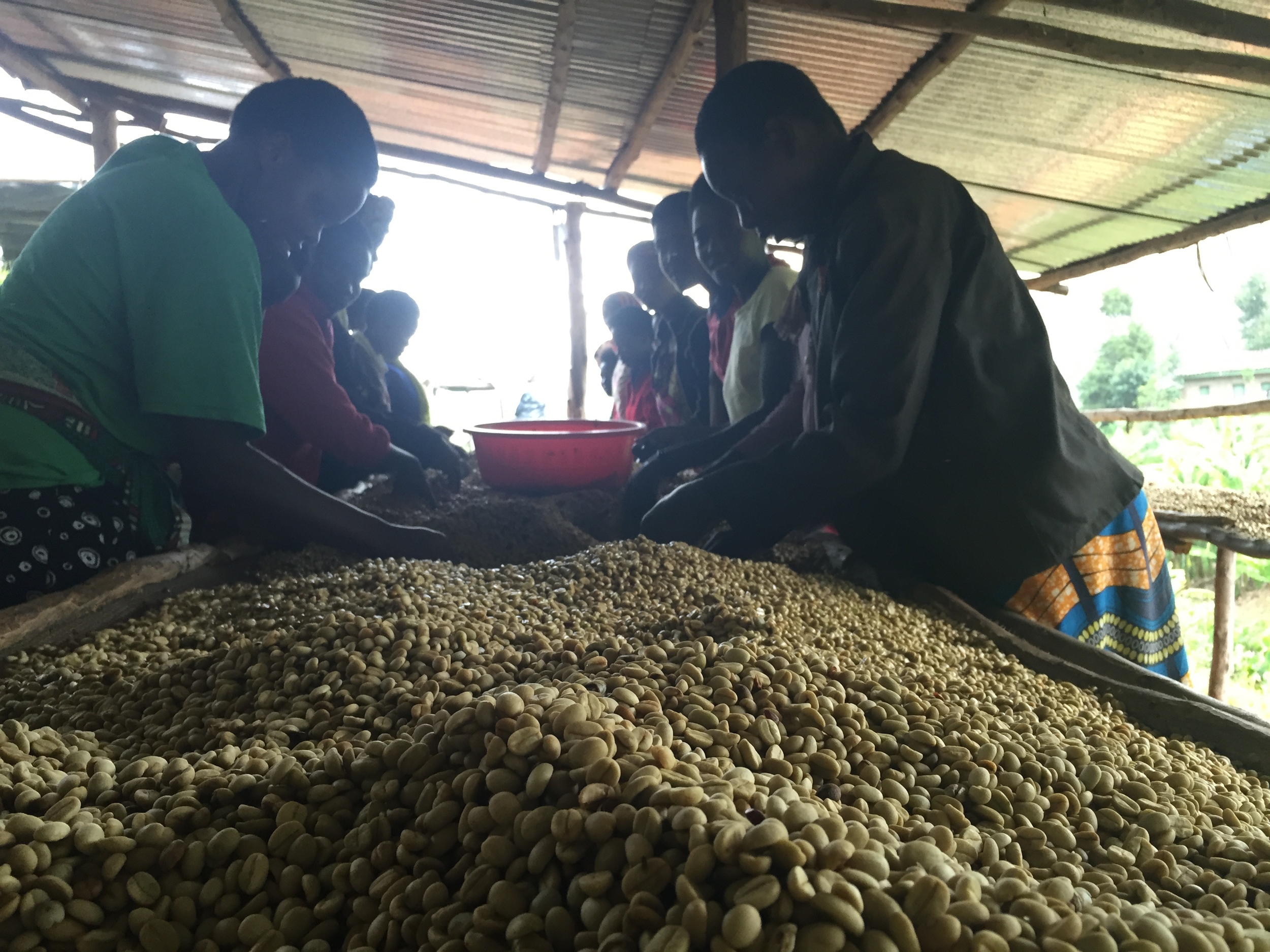 Shade drying beds and sorting. Temporary workers can amount to fifty at the height of the harvest season.