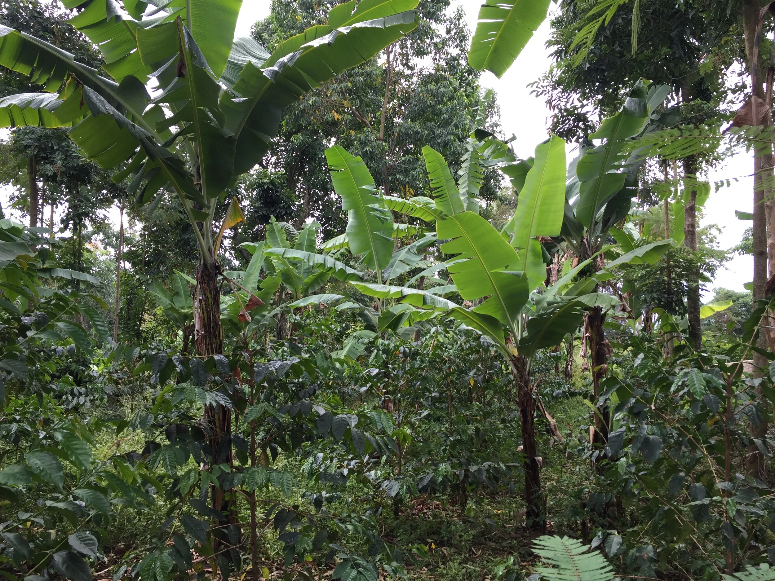 Beautiful intercropping display of bananas and coffee.