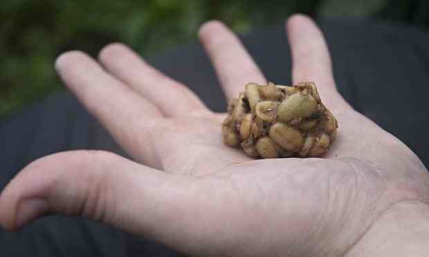 Gorilla droppings containing coffee beans.