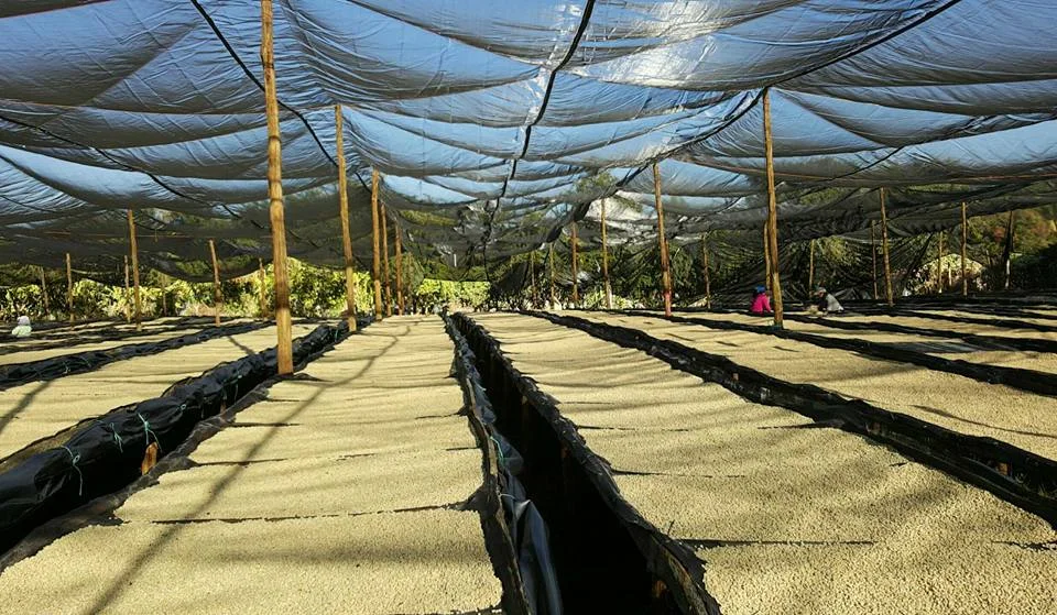 Raised drying beds at Expocamo's beneficio: La Guadalupana.