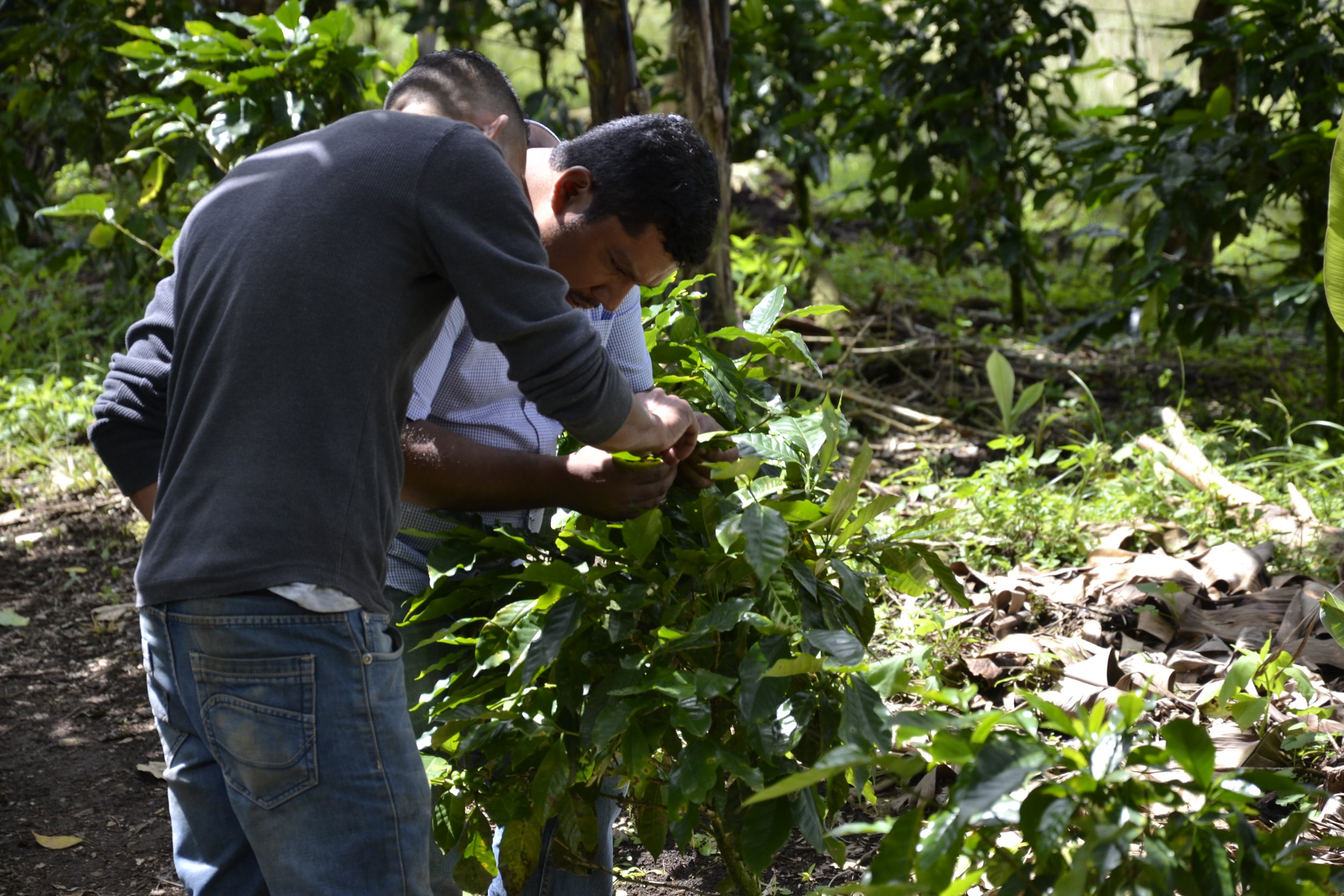 Francisco and Otoñiel Cantero examining a coffee shrub at finca Mi Dulce Luna.