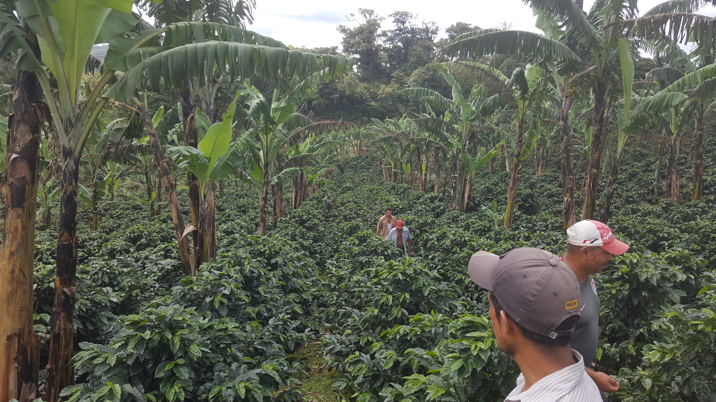 Coffee and banana shade trees.