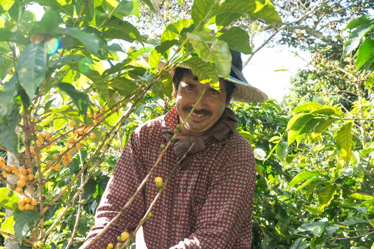 Alfredo's third son. Like his brothers, works on his own farm ; He also collaborates with the monitoring of the processes of benefit of his family's coffee. Almost 1 hectare of coffee land.