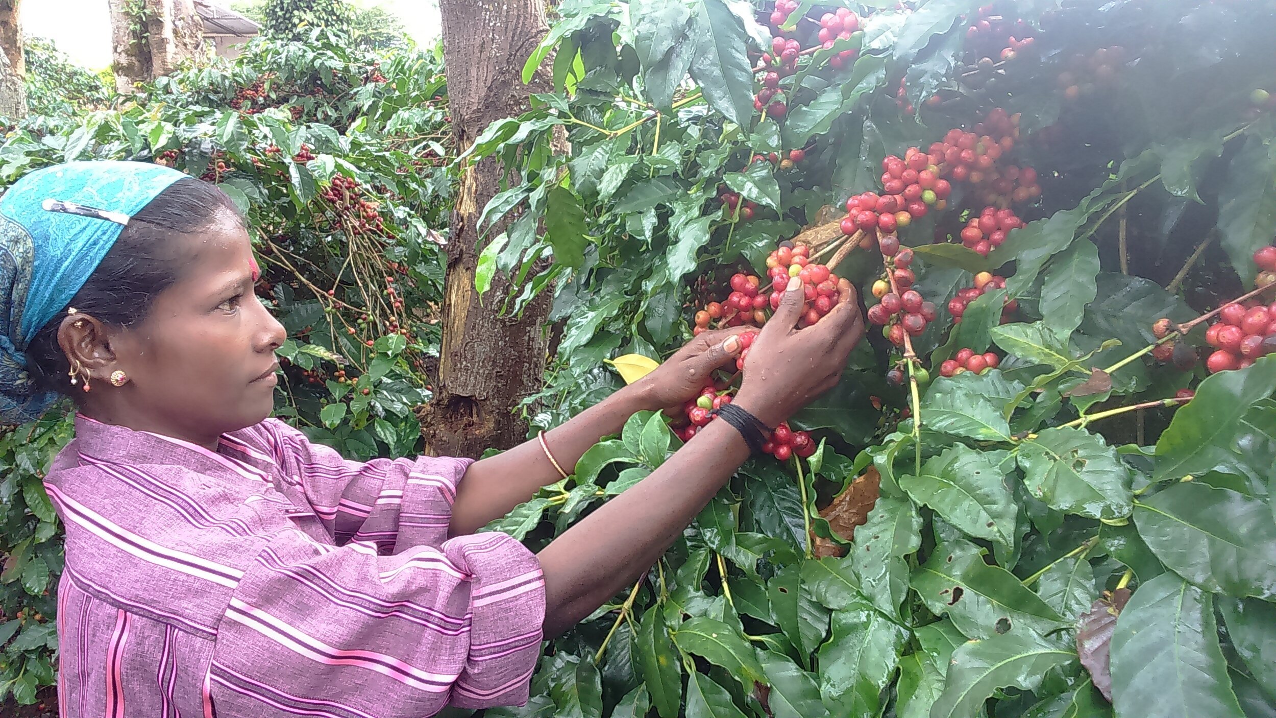 Coffee+Picking.JPG