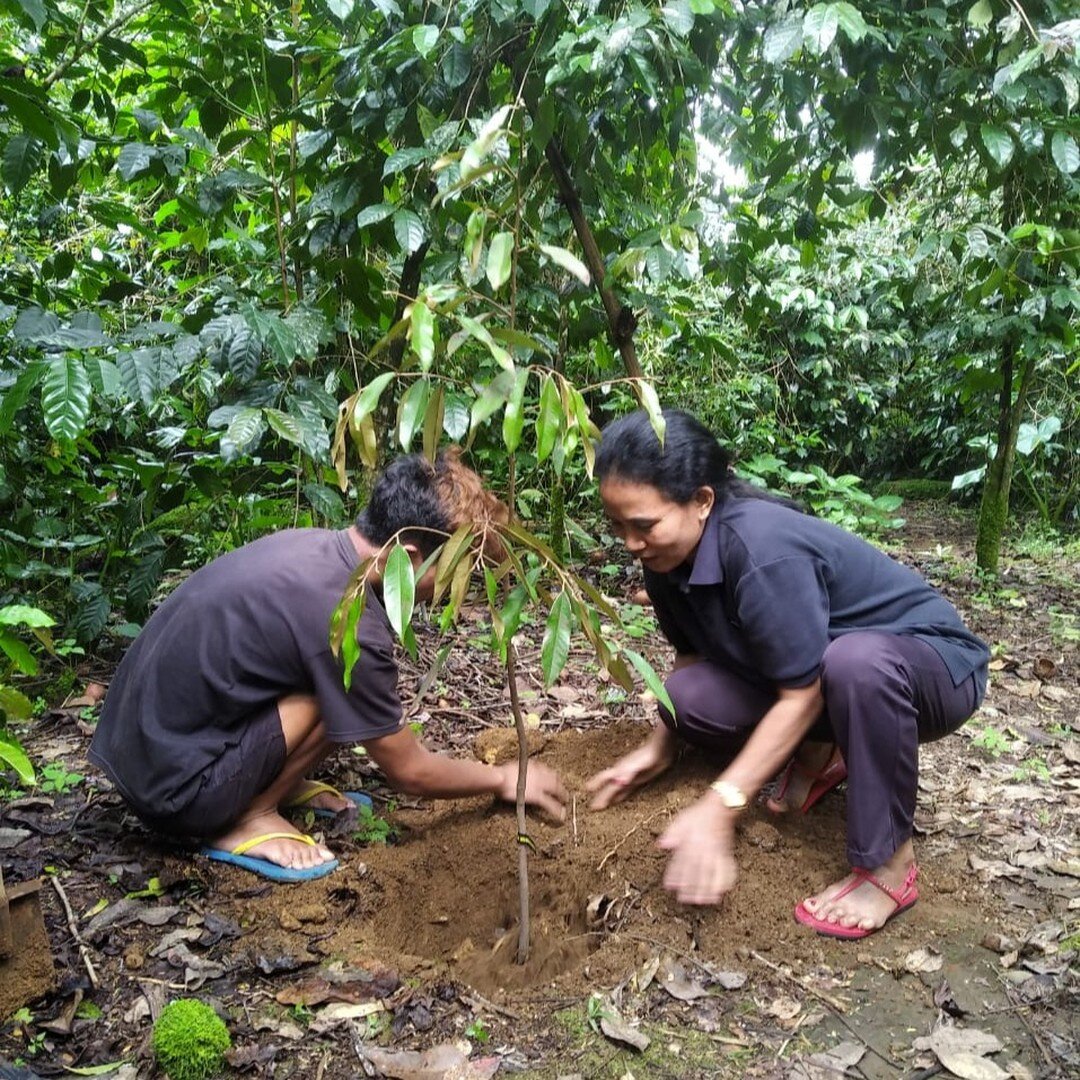 Tree planting day in Rende Nao end of last year. A great cooperation between ourselves, @tirionkeatinge, @rikolto_id @ontosoroh.coffee, @progresofoundation MVO Nederland and of course the cooperative itself: ASNIKOM. 

This project's aim was to showc