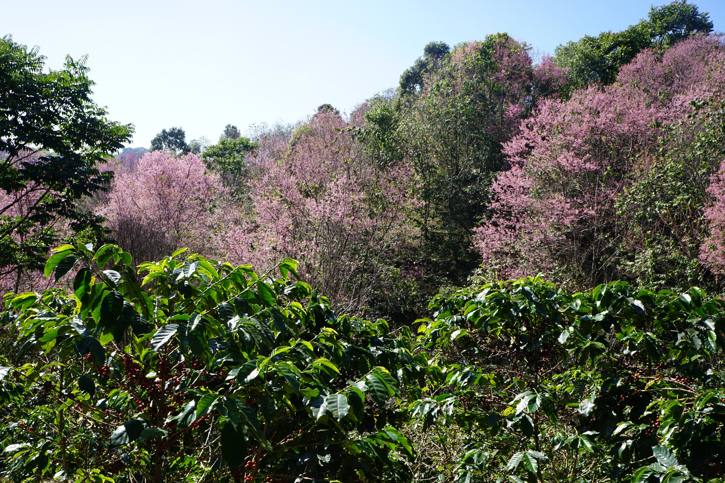 Cherry blossoms as shade tree for coffee.JPG