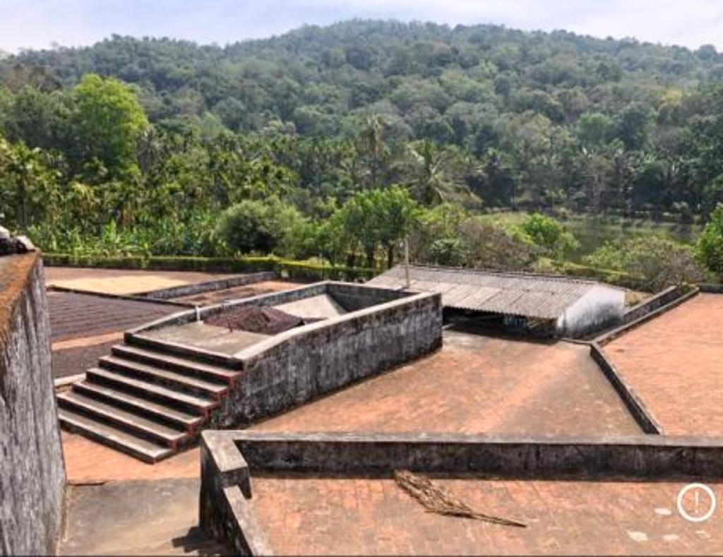 Ghattadahally Estate_ Part of our drying yard _ sorting _ pulping machine area..jpeg