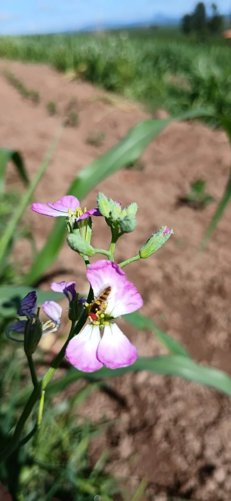 WhatsApp Image 2026-04-09 at 14.15.43.jpeg