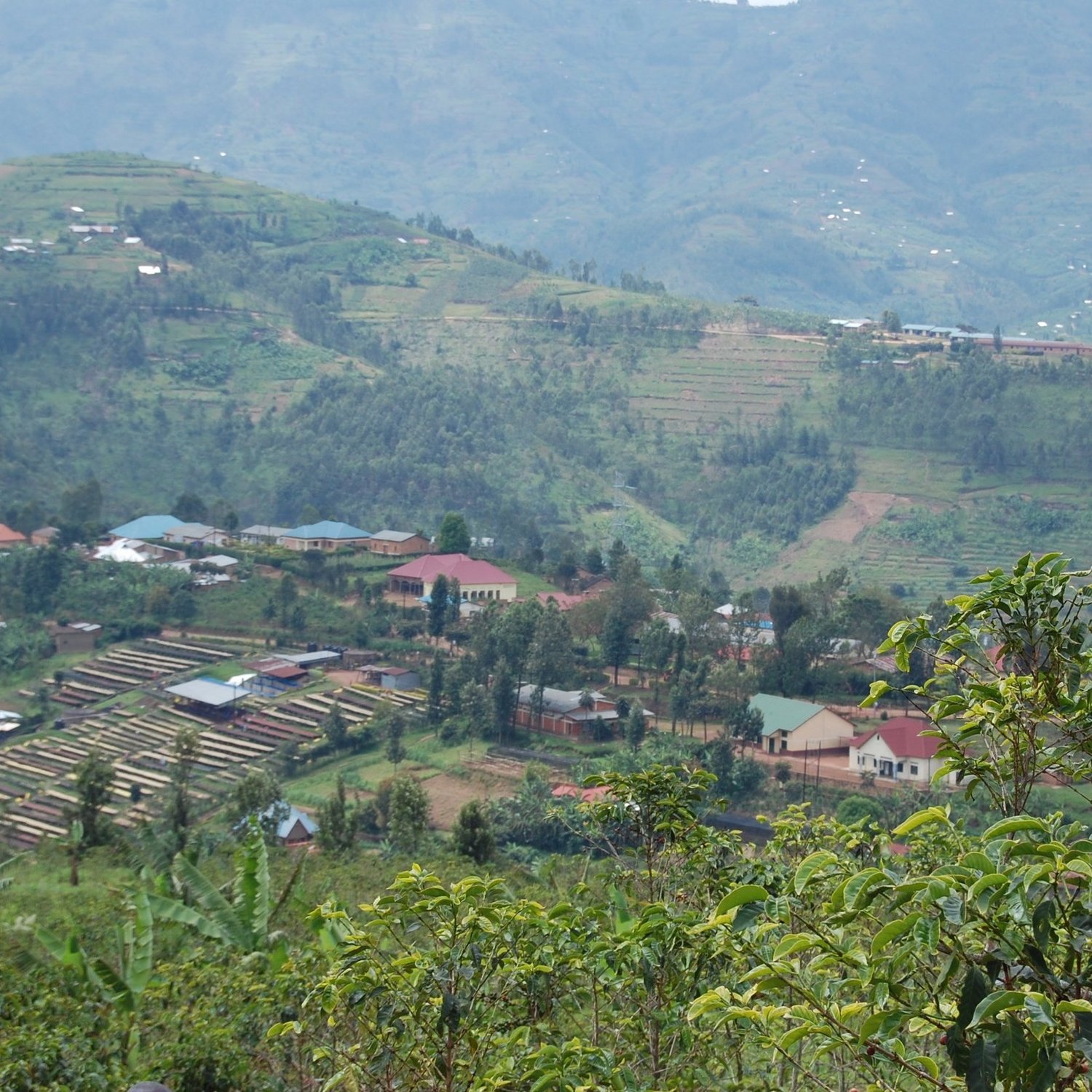 Farms In Rwanda Regenerating Farms in Rwanda — This Side Up