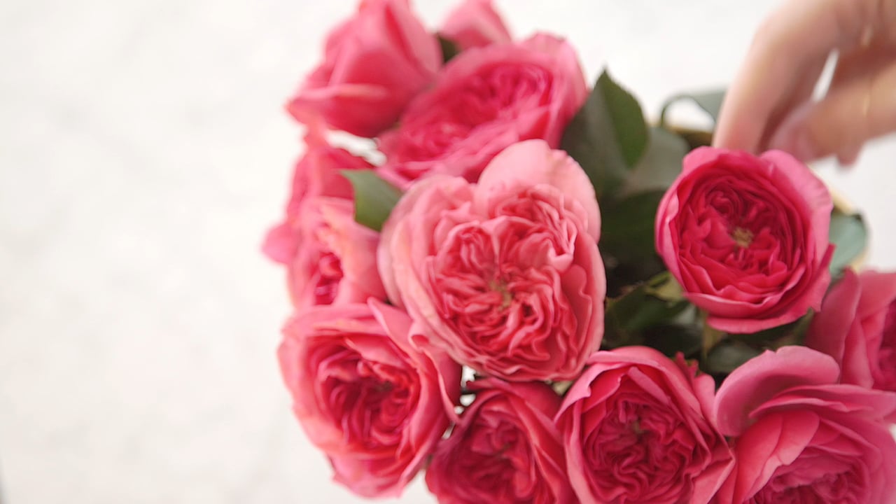PureWow | Open A Rose