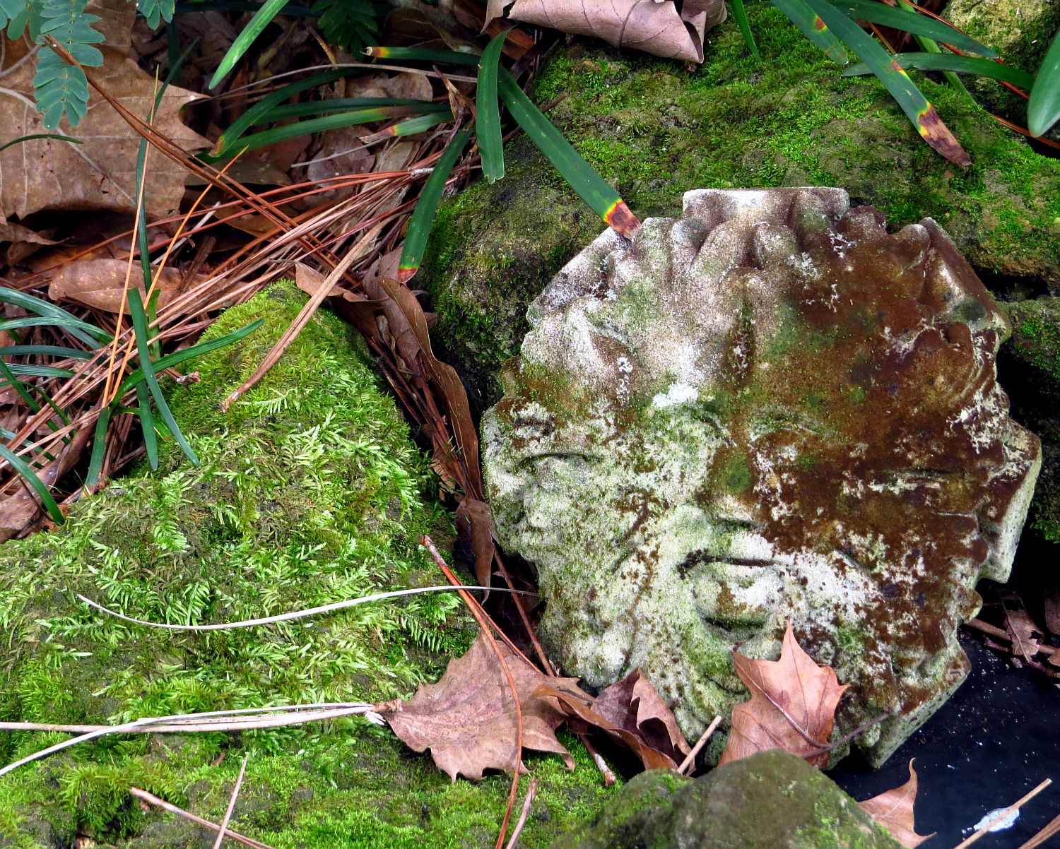 after years of living in a sheltered spot, the Green Man's finally turning green ...
