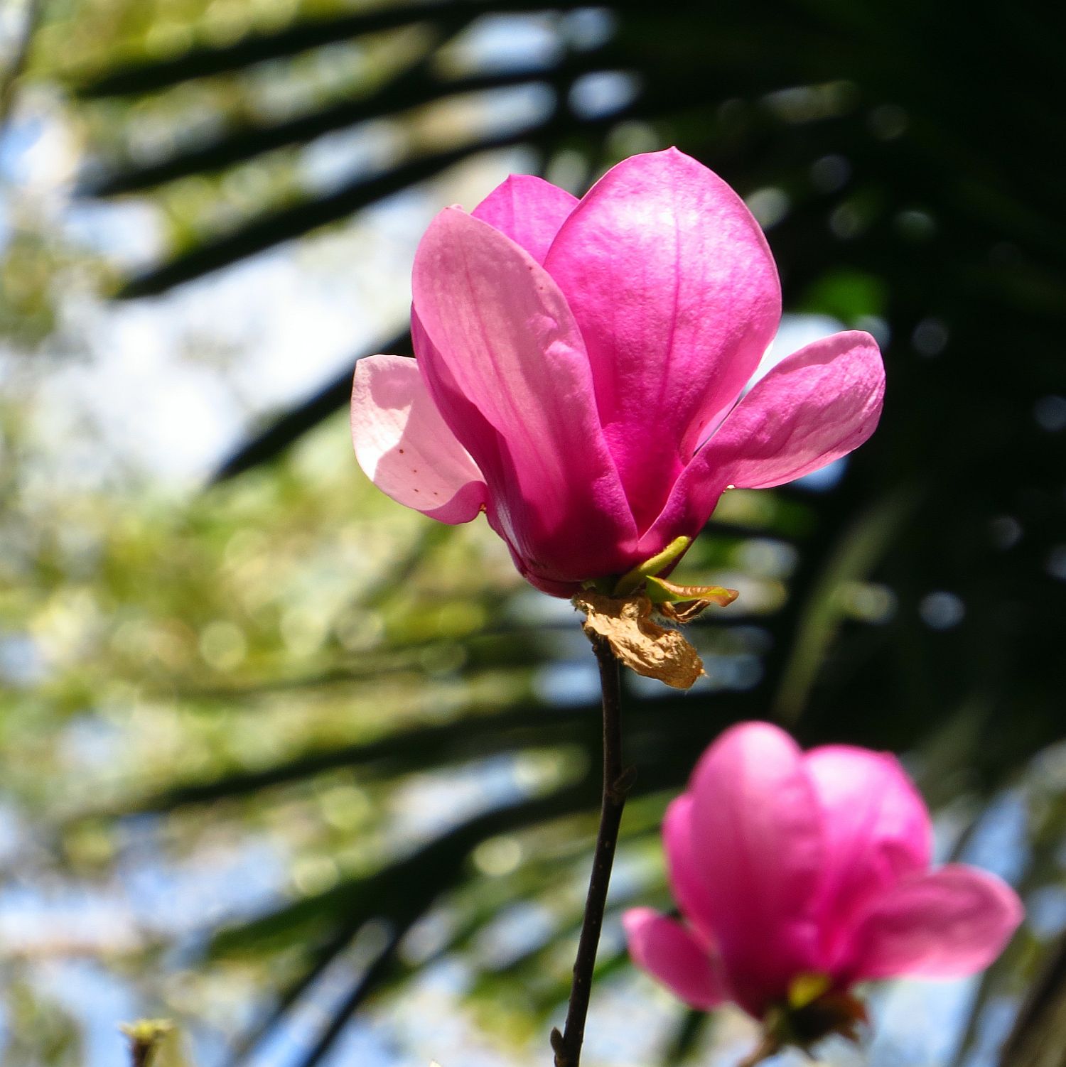 japanese magnolia 6 kathy van kleeck.JPG