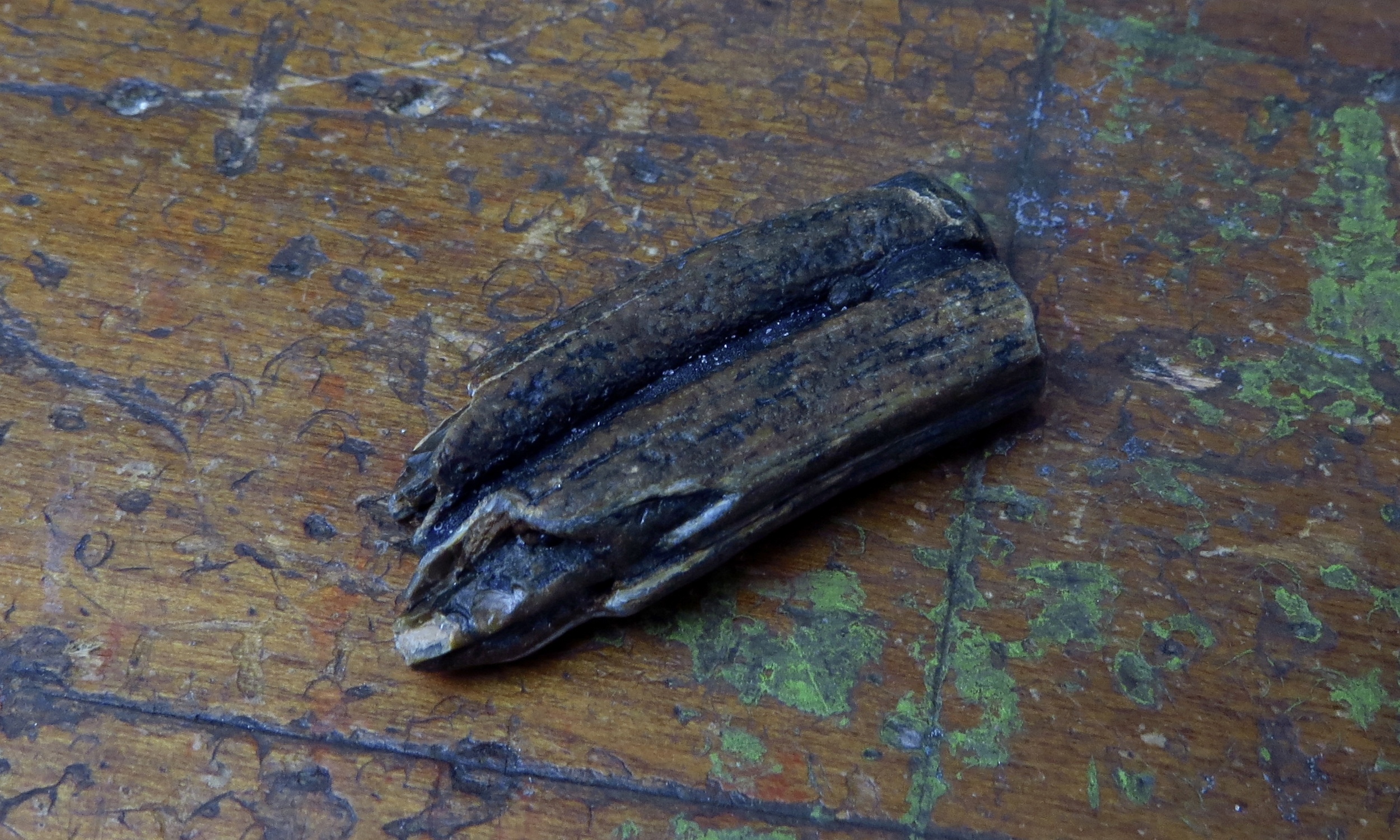 fossilized tooth ... gorgeous colors