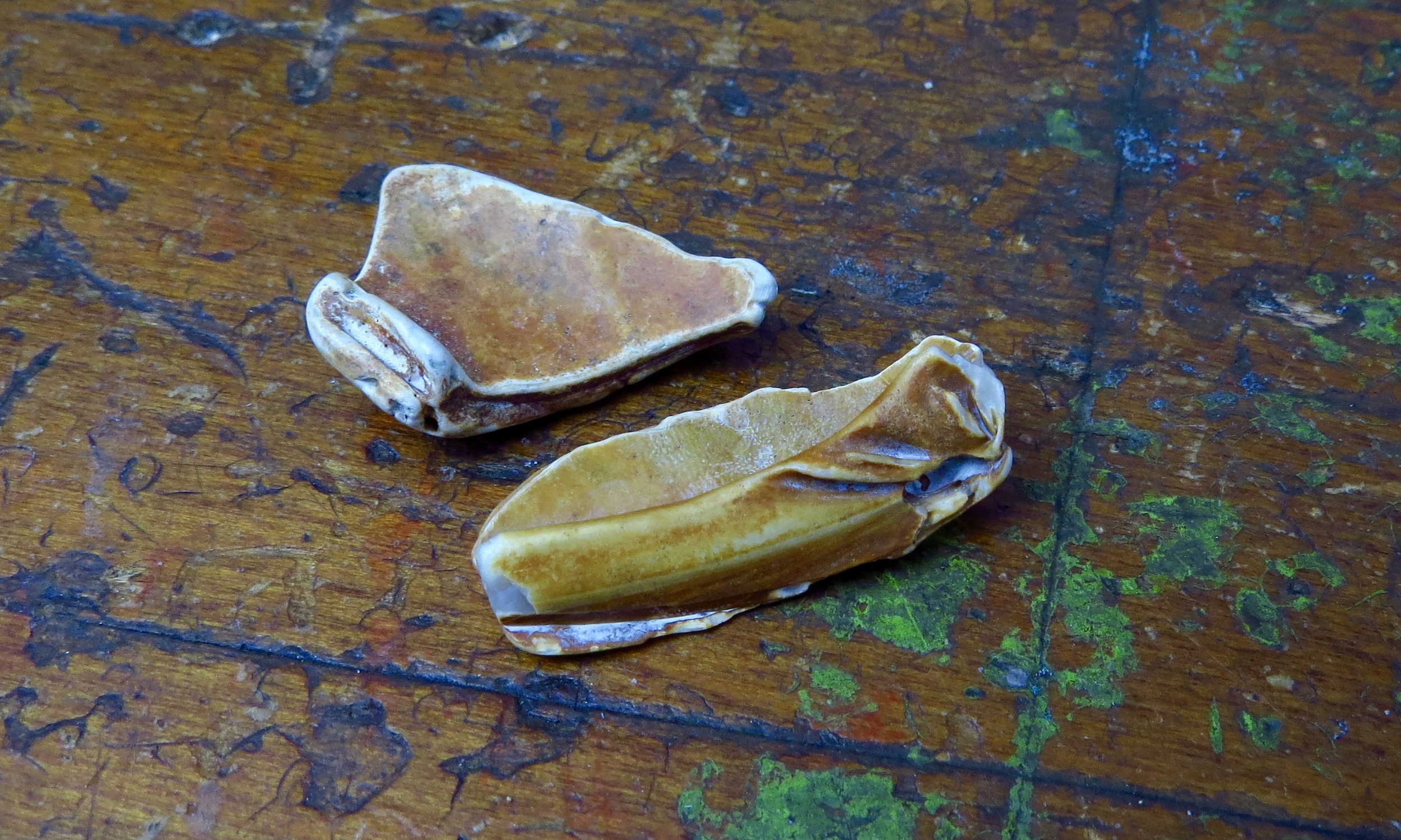 ... and the warm tones of these shell fragments