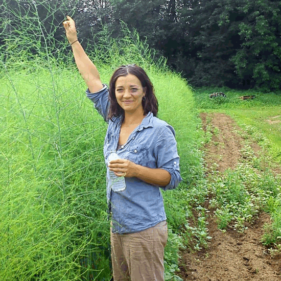 Asparagus Field