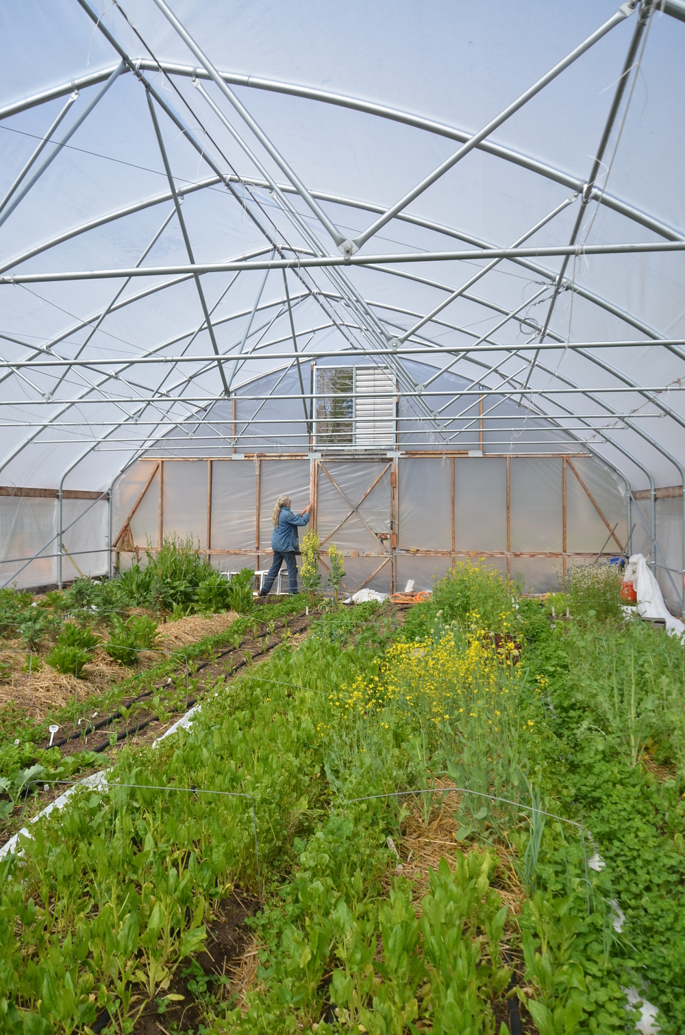 Opening up the greenhouse.JPG