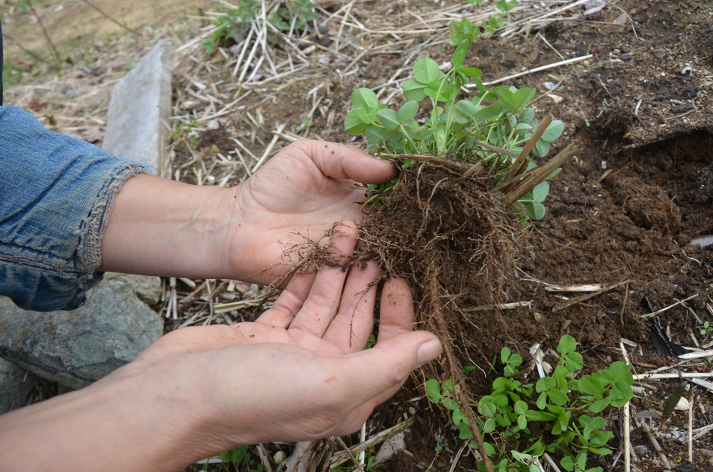 Clover Pods.JPG