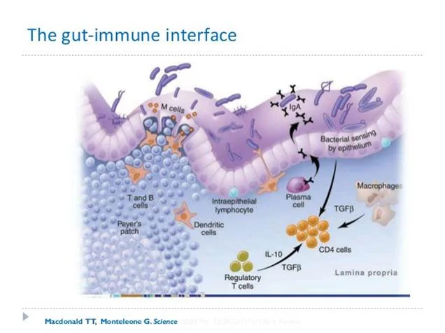Our gut is one cell layer thick. Most of our immune system is attached to the gut on the outside. It is poised and ready to attack threats.