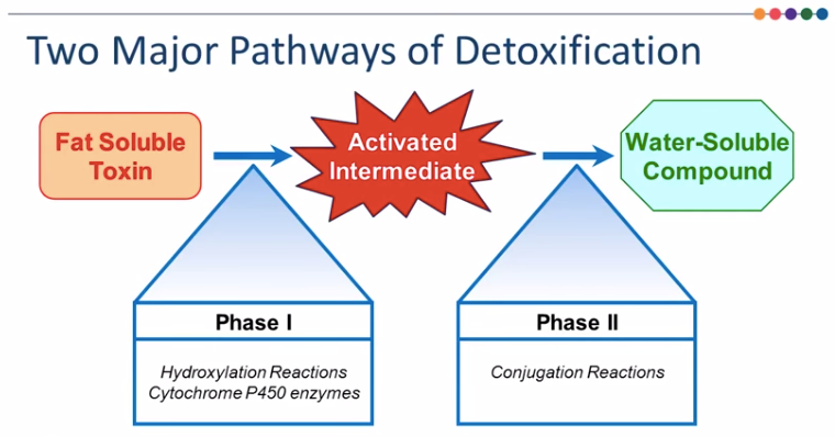 pathways of detoxification.png