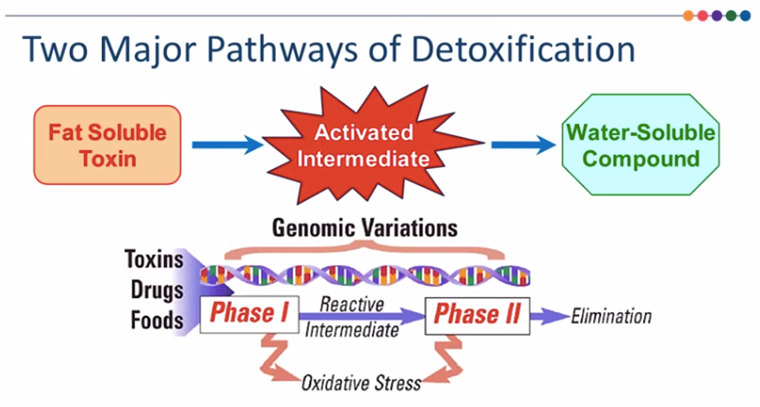 pathways of detoxification 2.png