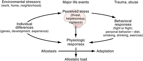 allostasis.jpg