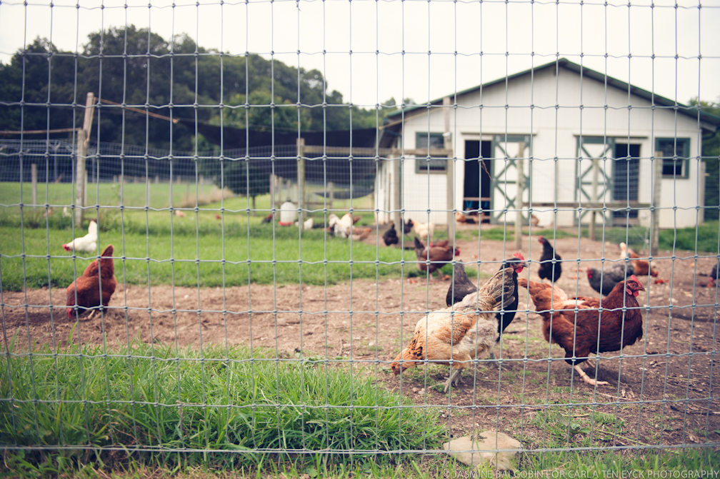 JASMINE_TARA_PHOTOGRAPHY_WHITE_GATE Hens.jpg