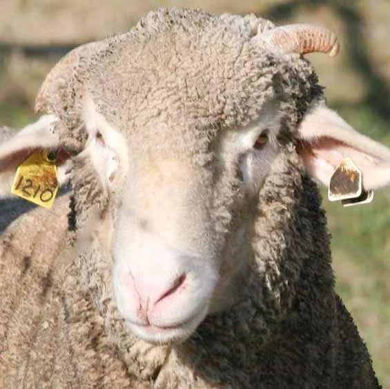 Yarn - Nellie Bulky 3.jpg