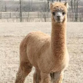 Yarn - Seth Bulky 3.jpg